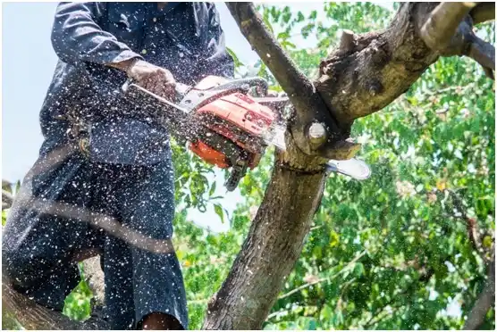 tree services Newport News